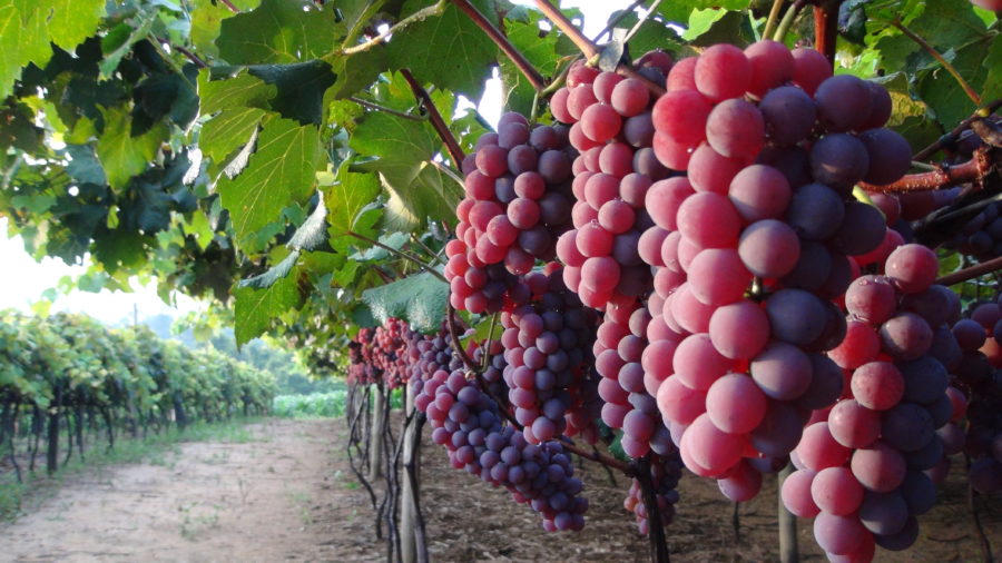 Imagem contendo plantação de uvas.
