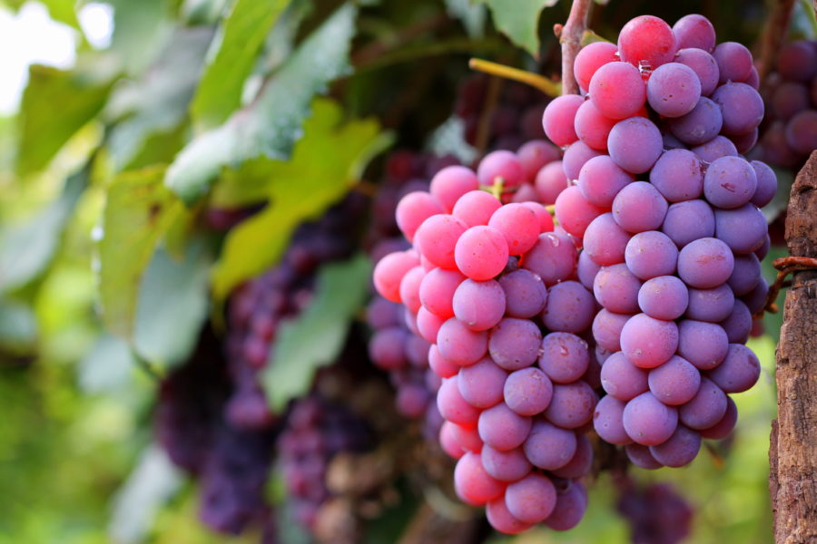 Imagem contendo uvas